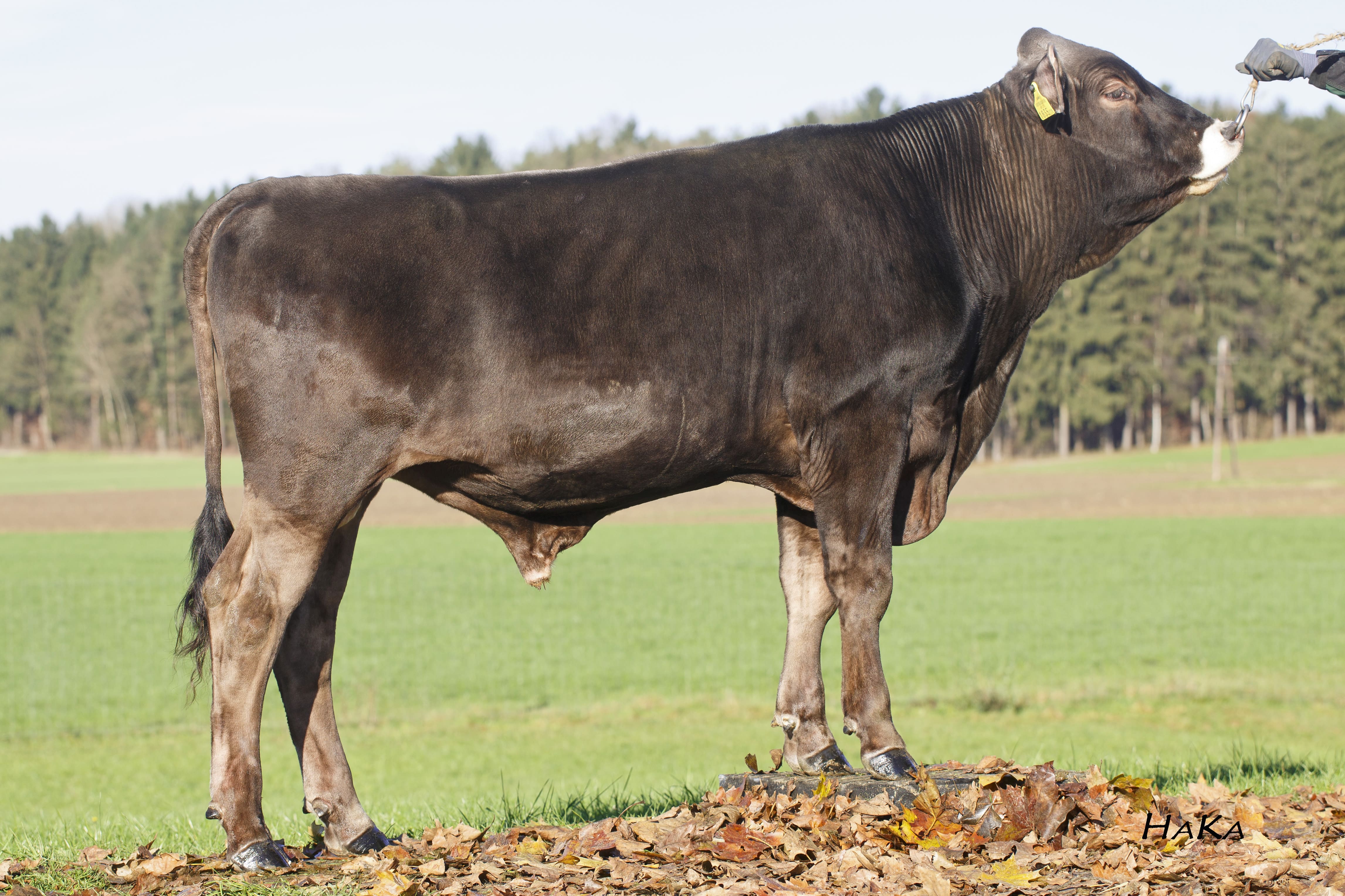 SMEĐA (BROWN SWISS) |GS VELVET